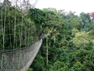 Burundi Chimpanzee Tracking