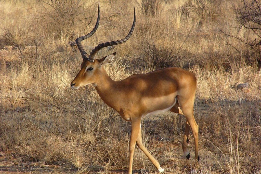 Best 3 Days Burundi Wildlife Safari In Rusizi National Park