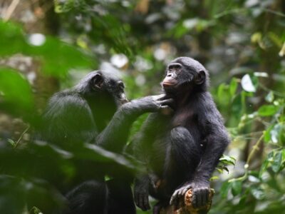 Chimps And Nyiragongo Hike Tour