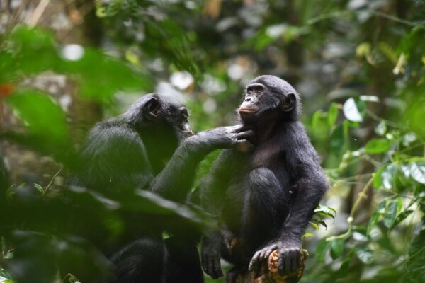 Chimps And Nyiragongo Hike Tour