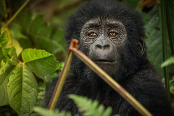 Congo Gorilla Trekking