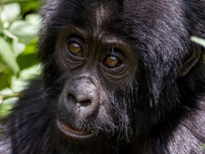 Congo Gorilla Trekking JimJam Safaris