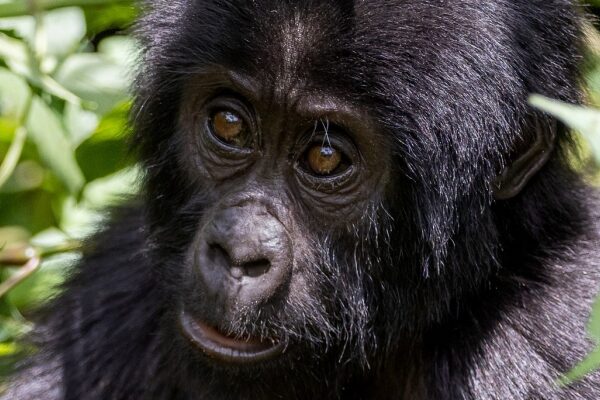 Congo Gorilla Trekking JimJam Safaris