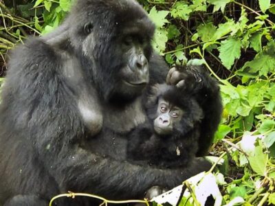 Congo Gorilla Trekking JimJam Tours