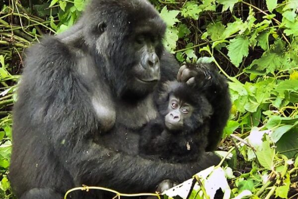 Congo Gorilla Trekking JimJam Tours