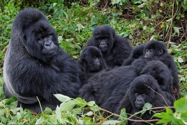 Gorilla Trekking In Africa