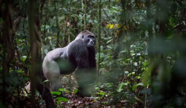 Gorillas And Chimpanzee Trekking