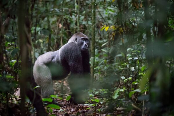 Gorillas And Chimpanzee Trekking
