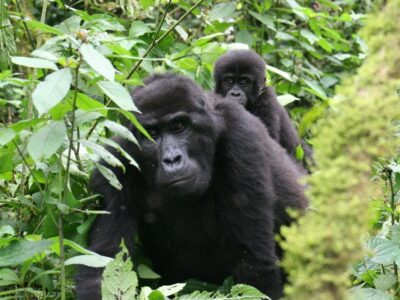 How Many Days Are Needed For Gorilla Trekking