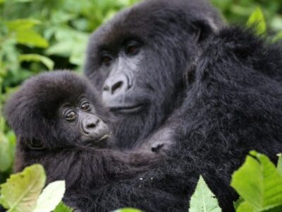 Is It Safe To Trek Gorillas In Rwanda