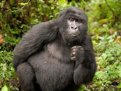 Long Congo Gorilla Trekking Safaris