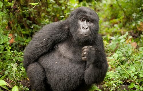 Long Congo Gorilla Trekking Safaris