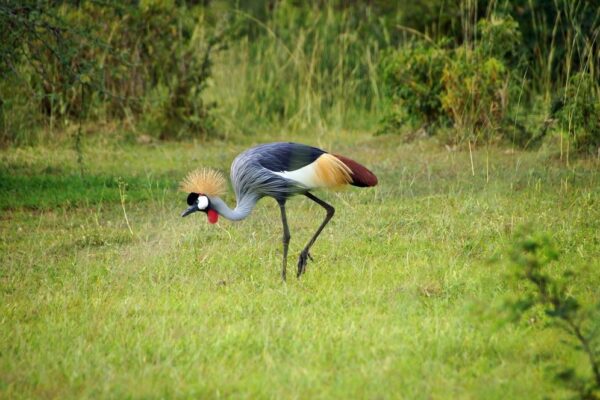 queen elizabeth national park queen elizabeth national park