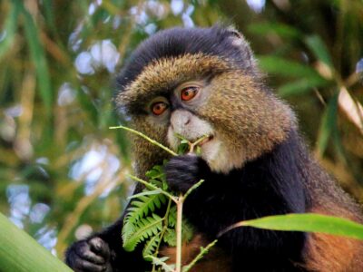 Golden Monkey Trekking In Uganda And Rwanda