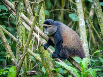 Golden Monkey Trekking In Uganda And Rwanda