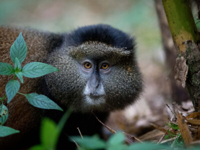 Golden Monkey Trekking In Uganda And Rwanda