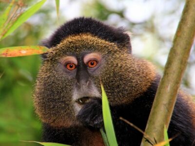 Golden Monkey Trekking In Volcanoes And Mgahinga