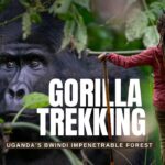 Gorilla Tours In Africa