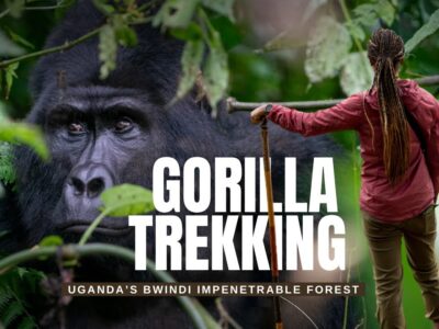 Gorilla Tours In Africa