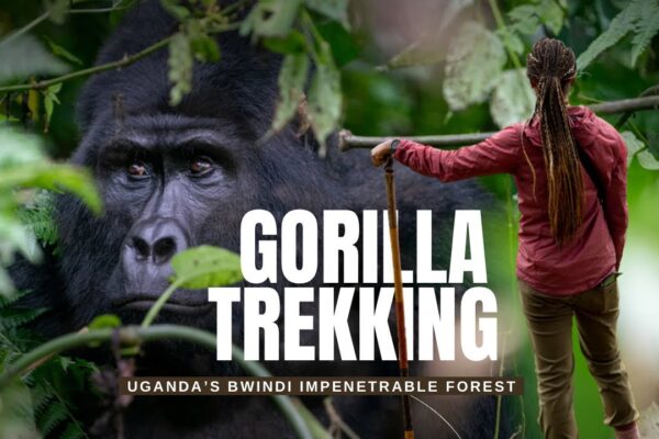 Gorilla Tours In Africa Gorilla Tours In Africa