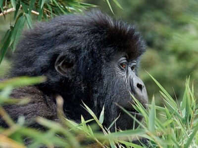 Gorilla Trekking And Beyond