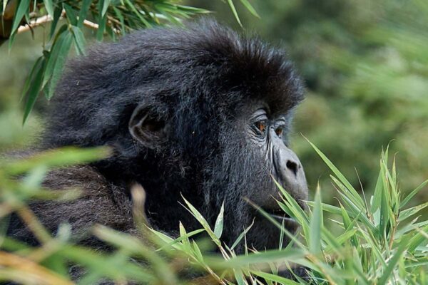 Gorilla Trekking And Beyond Gorilla Trekking And Beyond