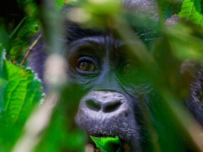 Gorilla Trekking In Uganda And Rwanda