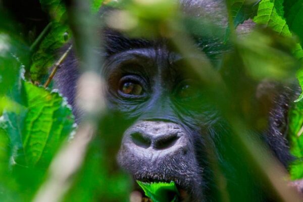 Gorilla Trekking In Uganda And Rwanda