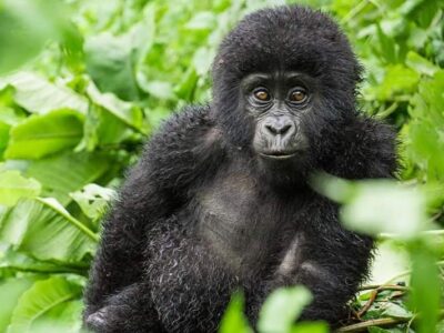 Gorilla Trekking On A Budget