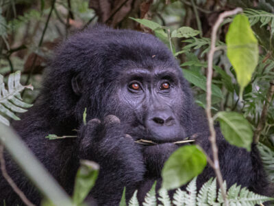 Gorillas In Uganda And Rwanda