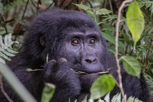 Gorillas In Uganda And Rwanda