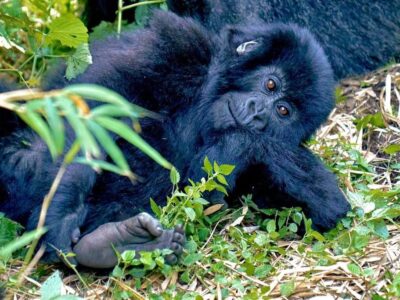 How Difficult Is Gorilla Trekking In Rwanda