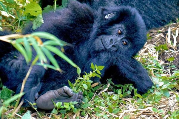 How Difficult Is Gorilla Trekking In Rwanda