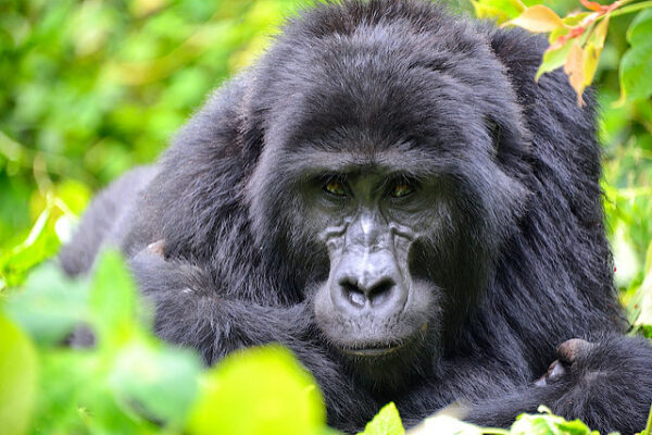 Seeing Gorillas in Uganda Rwanda and Congo