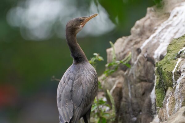 6 Days Burundi Safari Tour