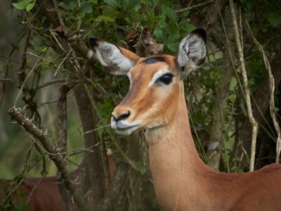 Akagera National Park Wildlife Safari