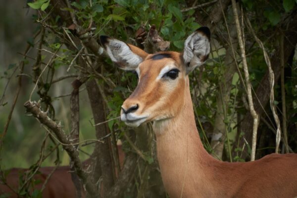 Akagera National Park Wildlife Safari 2 Akagera National Park Wildlife Safari