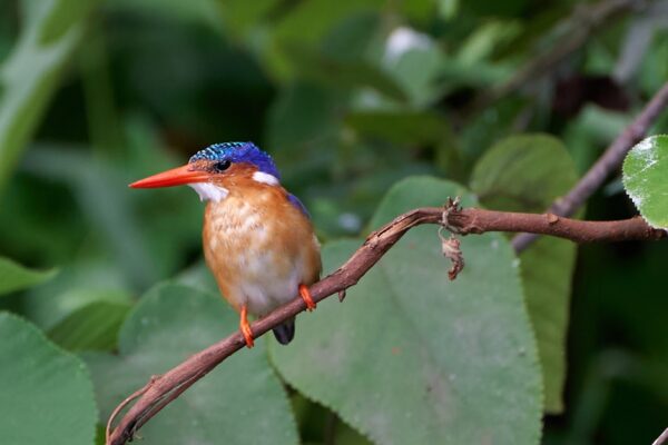 Akagera National Park Wildlife Safari