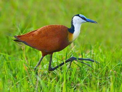 Birding Safari Tours