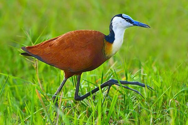 Birding Safari Tours