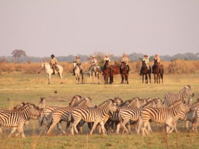 Botswana Wildlife Safaris