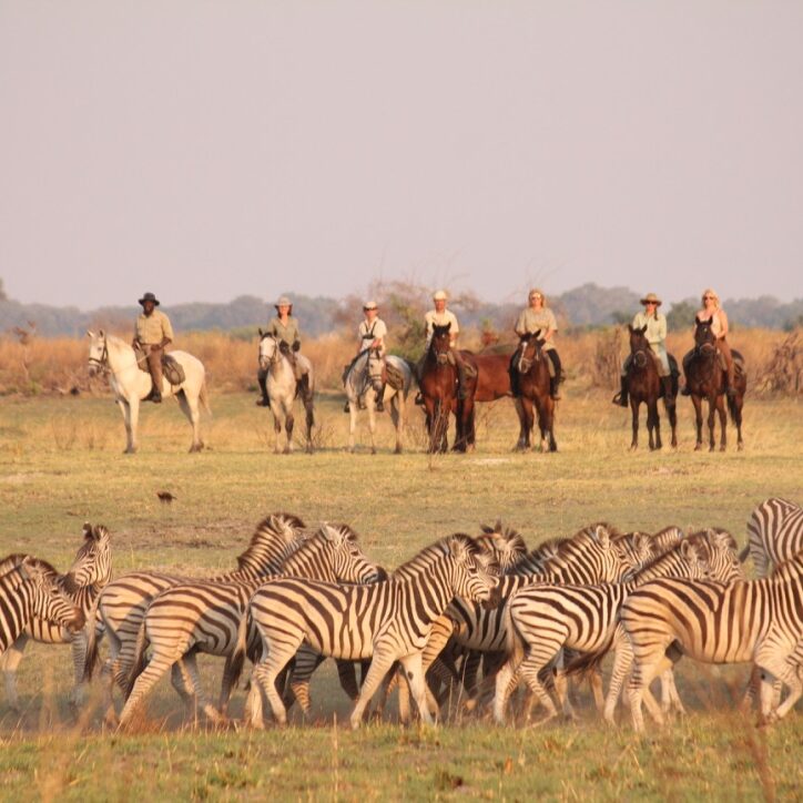 Botswana Wildlife Safaris