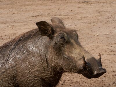 Burundi Wildlife Safaris