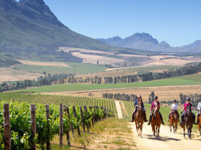 Cape Winelands 1