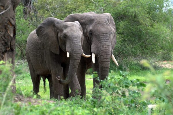 Congo Wildlife Safaris