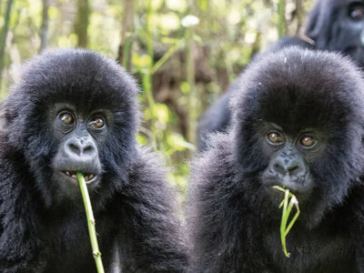 Dian Fossey Tomb Hike