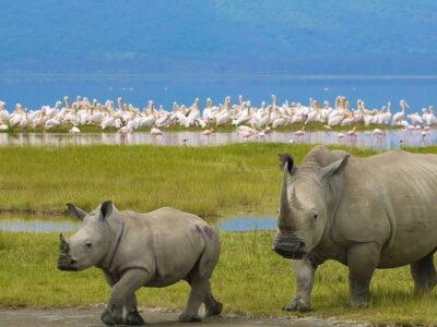 East Africa Safari Tours