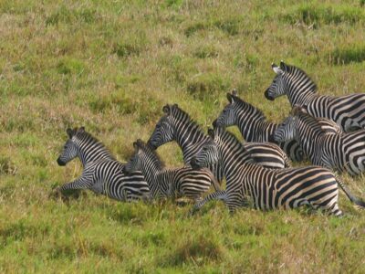 Gorongosa National Park