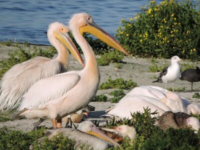 Kenya Birding Tours