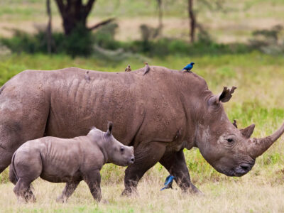 Kenya Wildlife Safaris